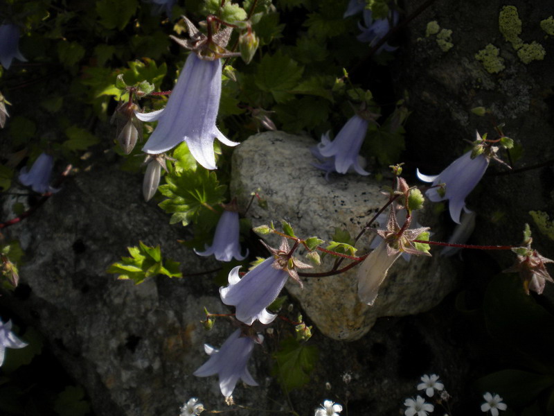 Campanula